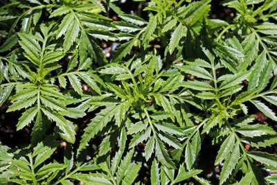 Full frame shot of green leaves