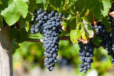 Close-up of grapes growing in vineyard