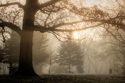 Trees in forest during sunset