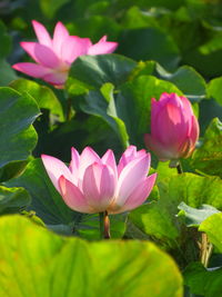 Close-up of pink lotus