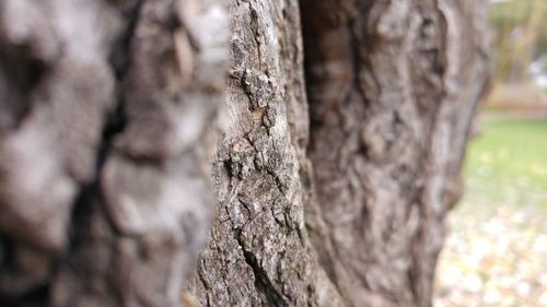 Close-up of tree trunk