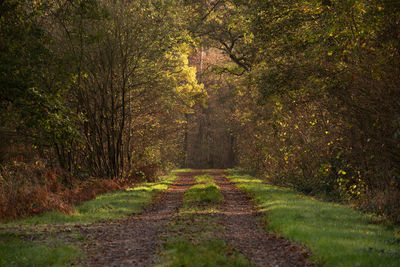 Dirt road amidst trees in forest