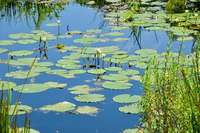 Reflection of water lily in lake