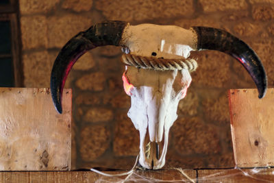 Animal skull with horns. halloween decoration
