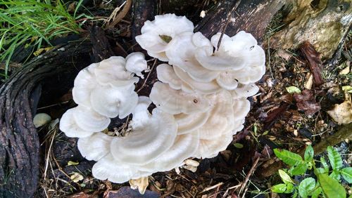 High angle view of white flowers