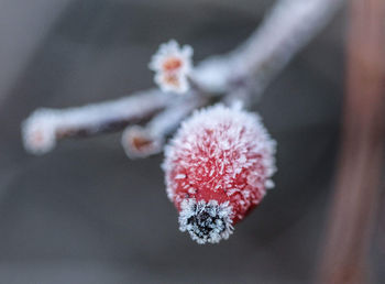 Close-up of snow on plant
