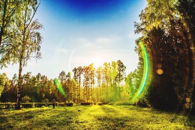 Trees on grassy field against sky on sunny day