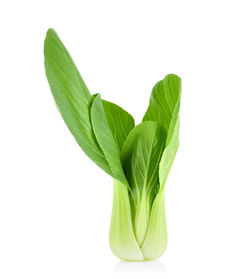 Close-up of fresh green leaves against white background