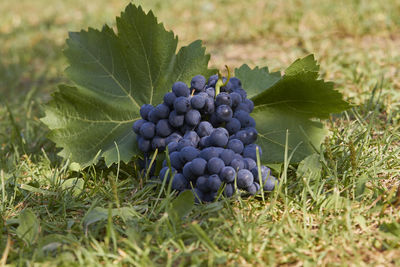 Close-up of blackberries growing on field