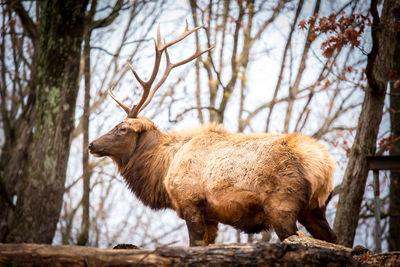 Close-up of goat standing by bare trees in winter