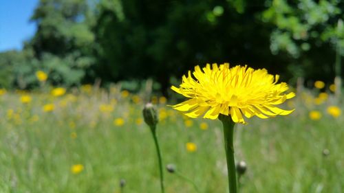Close-up of dandelion flower blooming in field