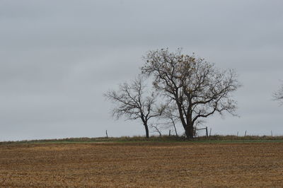 Bare tree on field against sky