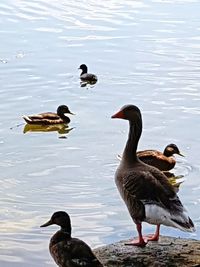 Ducks swimming in lake