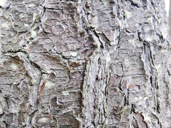 Full frame shot of tree trunk