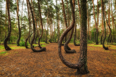 Trees in forest