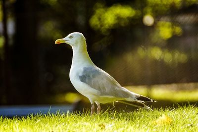 Close-up of bird perching on grass