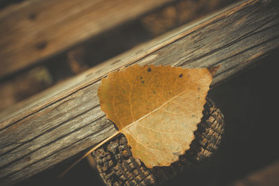 Close-up of dry autumn leaves on wood