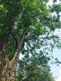 Low angle view of trees in forest against sky