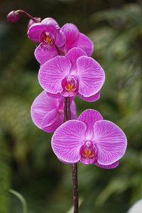 Close-up of purple flowers blooming outdoors