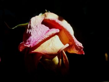 Close-up of flower over black background