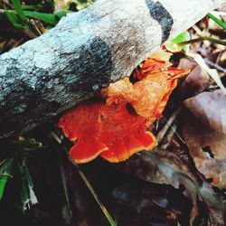 Close-up of mushrooms growing on tree trunk
