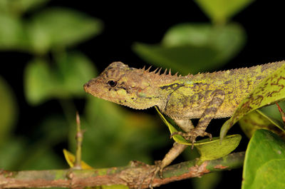 Close-up of a lizard