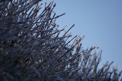 Close-up of frozen plant against sky