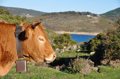 Cow in a field