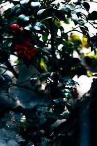 Close-up of flower tree