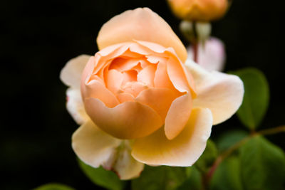 Close-up of white flowering plant in park
