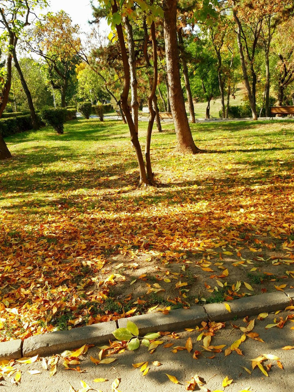 TREES IN PARK