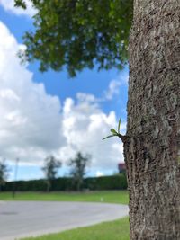 Close-up of insect on tree trunk against sky