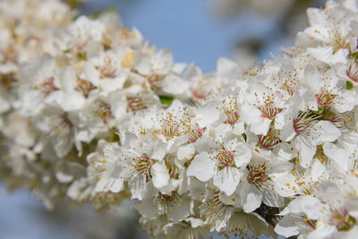 Close-up of white cherry blossoms in spring