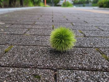 Close-up of succulent plant on field