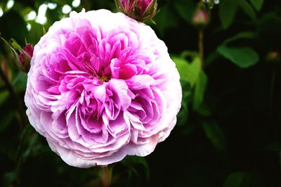 Close-up of pink rose