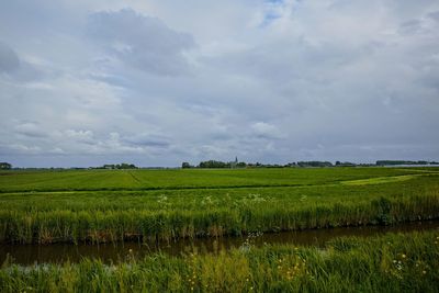 Scenic view of agricultural field against sky