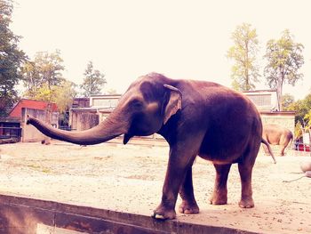 Elephant in park against clear sky