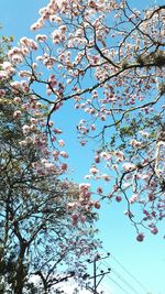 Low angle view of tree against blue sky