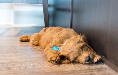 Close-up of dog lying on floor