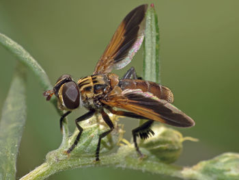 Close-up of insect on leaf