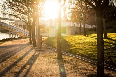 Sunlight falling on footpath in park