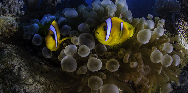 View of fish swimming in sea