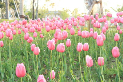 Close-up of crocus blooming on field