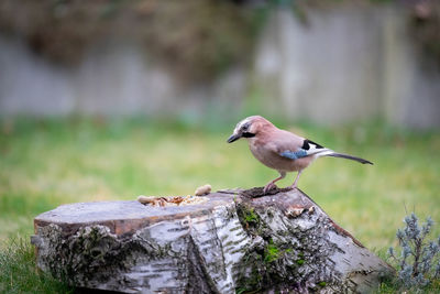 Jay bird perching on rock