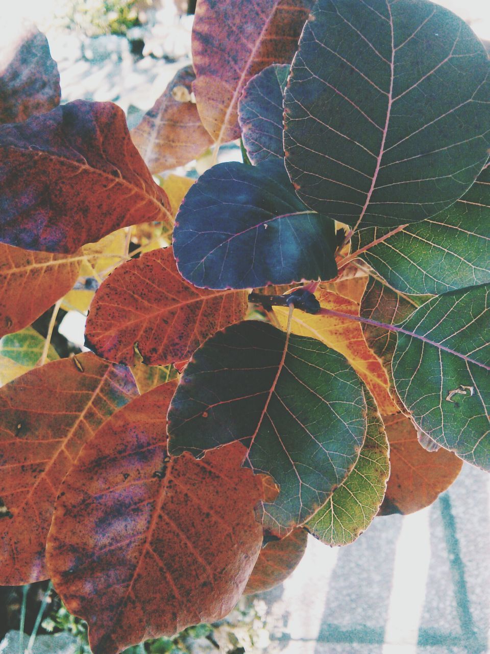 leaf, leaf vein, natural pattern, close-up, autumn, dry, nature, leaves, focus on foreground, change, season, plant, day, fragility, outdoors, sunlight, no people, beauty in nature, tranquility, growth