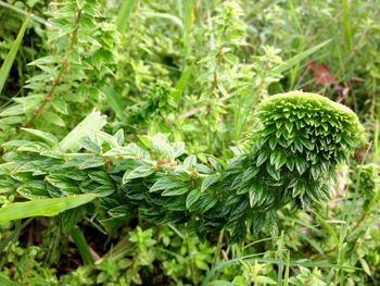 Close-up of plants growing in farm