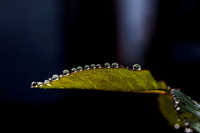 Close-up of raindrops on leaves