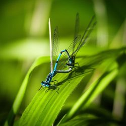 Close-up of insect on leaf