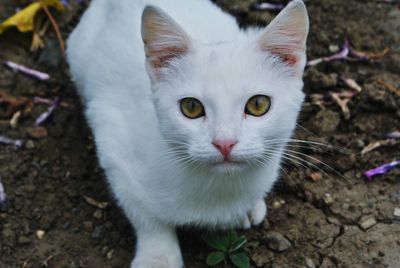 Close-up portrait of white cat