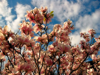 Low angle view of pink flowers blooming on tree against sky